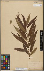 Foto von Salix triandra L. x Salix viminalis L.